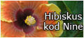 Hibiskus kod Nine